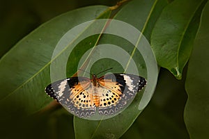 Cethosia biblis, red lacewing, species of heliconiine butterfly belonging to family Nymphalidae. Wild insect from nature, Thailand