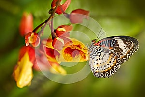 Cethosia biblis, red lacewing, species of heliconiine butterfly belonging to family Nymphalidae. Wild insect from nature, Thailand