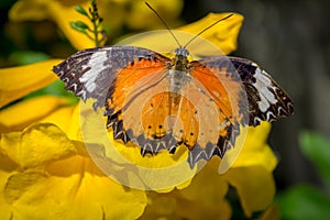 Cethosia cyane, leopard lacewing butterfly foraging on a yellow flower