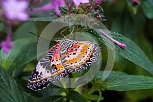 Cethosia cyane, the leopard lacewing, is a species of heliconiine butterfly