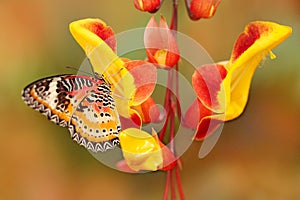 Cethosia cyane, Leopard Lacewing, tropical butterfly distributed from India to Malaysia. Beautiful insect sitting on red and yello