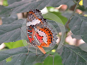 Cethosia Hypsea