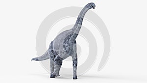 a cetiosaurus