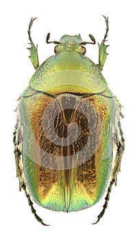 Cetonia aurata