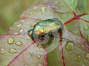 Cetonia aurata