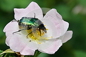 Cetonia aurata,beetle on a white flower