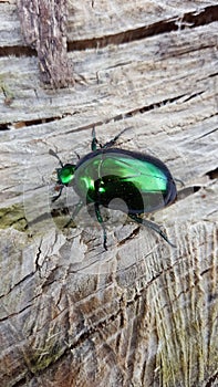 Cetonia aurata, called the rose chafer or the green rose chafer, is a beetle photo