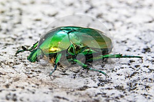 Cetonia aurata, called the rose chafer or the green rose chafer, is a beetle, 20 millimetres long, that has a metallic structural