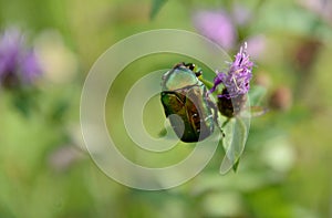 Cetonia aurata, called the rose chafer or the green rose chafer, is a beetle photo