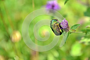 Insect Cetonia aurata, called the rose chafer or the green rose chafer, is a beetle photo