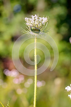 Cetonia Aurata on a Daucus Carota Flower