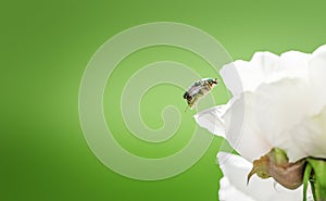 Cetonia aurata golden beetle flying to white peonies flower.