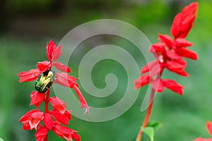 Cetonia aurata green bug sits on red flowers