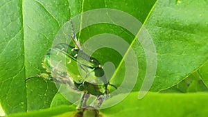 Cetonia aurata  or the green rose chafer