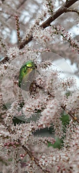 Cetonia aurata resting