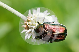 Cetonia aurata, rose chafer