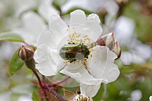 Cetonia aurata, Rose Chafer on a wild rose, Corsica, France