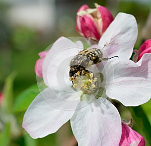 Cetonia fatal