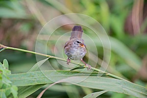 Cetti's warbler