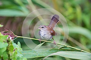 Cetti`s warbler in Branch