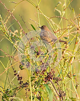 Cetti's Warbler