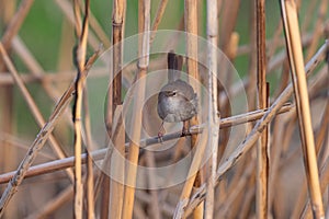 Cetti`s Warbler on dry reed. Cettia cetti