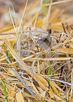 Cetti's Warbler