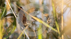 Cetti`s Warbler on Straw