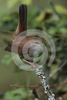 Cettis warbler.