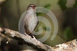 Cettis warbler.