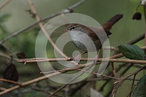 Cettis warbler against a green leafy background.