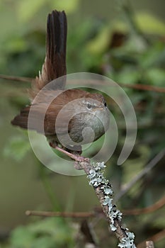 Cettis warbler against a green leafy background.