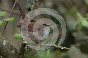 Cettis warbler against a green leafy background.