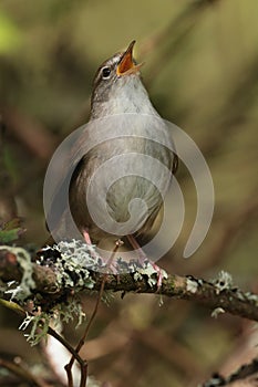 Cettis warbler against a green leafy background.