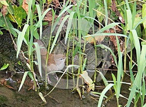 Cettis Warbler at a river bank