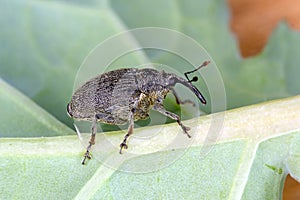 Ceutorhynchus napi - rape stem weevi is a beetle from family Curculionidae. This is pest of Brassicaceae, oligophagous. photo