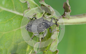 Ceutorhynchus napi weevil of beetle from family Curculionidae. This is pest of oil rape plants photo