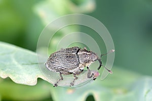 Ceutorhynchus napi weevil of beetle from family Curculionidae. This is pest of oil rape plants photo