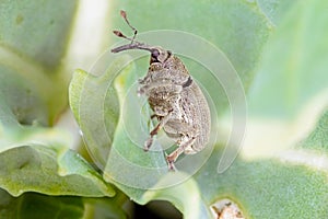 Ceutorhynchus napi weevil of beetle from family Curculionidae. This is pest of oil rape plants photo