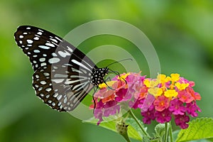 A Ceylon Blue Glassy Tiger Butterfly Sucking Honey From Colorful Flowers.