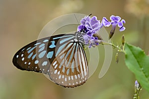 Ceylon blue glassy tiger in Taiwan