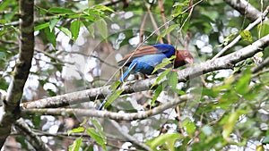 Ceylon Blue Magpie