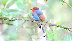 Ceylon Blue Magpie