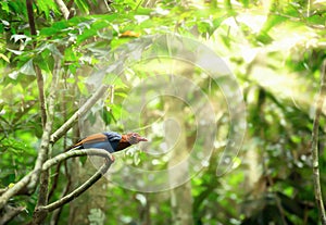 Ceylon Blue Magpie Urocissa ornata