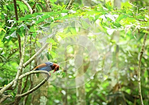 Ceylon Blue Magpie Urocissa ornata