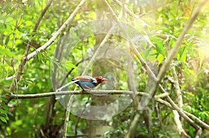 Ceylon Blue Magpie Urocissa ornata