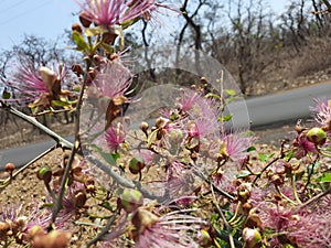 Ceylon caper, Indian caper, Botanical, Capparis zeylanica, Capparis formosa, Capparis ovalifolia, Capparis rufescens