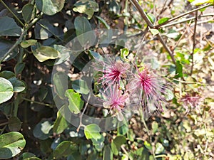 Ceylon caper, Indian caper, Botanical, Capparis zeylanica, Capparis formosa, Capparis ovalifolia, Capparis rufescens