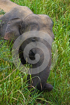 Ceylon elephant calf in the grass close-up