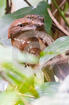 Ceylon frogmouths perched on a branch of a lush tree in a serene forest environment photo
